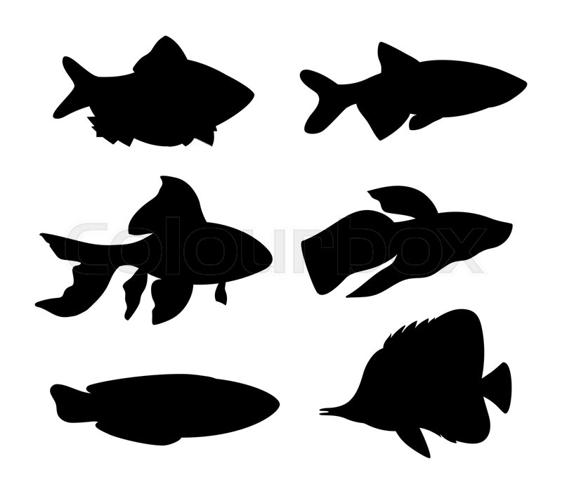 800x703 Aquarium Fish Silhouette Set Goldfish Stock Vector Colourbox