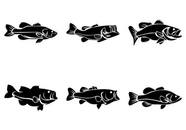 632x443 Bass Fish Vector Free Vector Download Cannypic