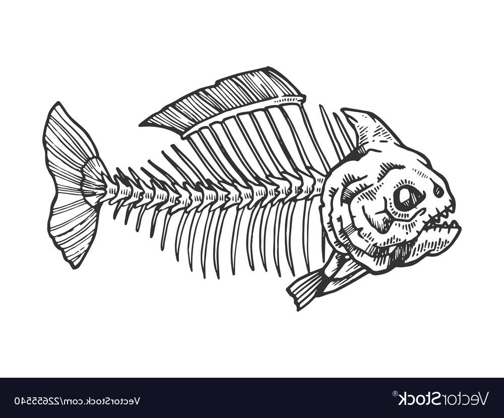 Fish Skeleton Vector at Vectorified.com | Collection of Fish Skeleton ...