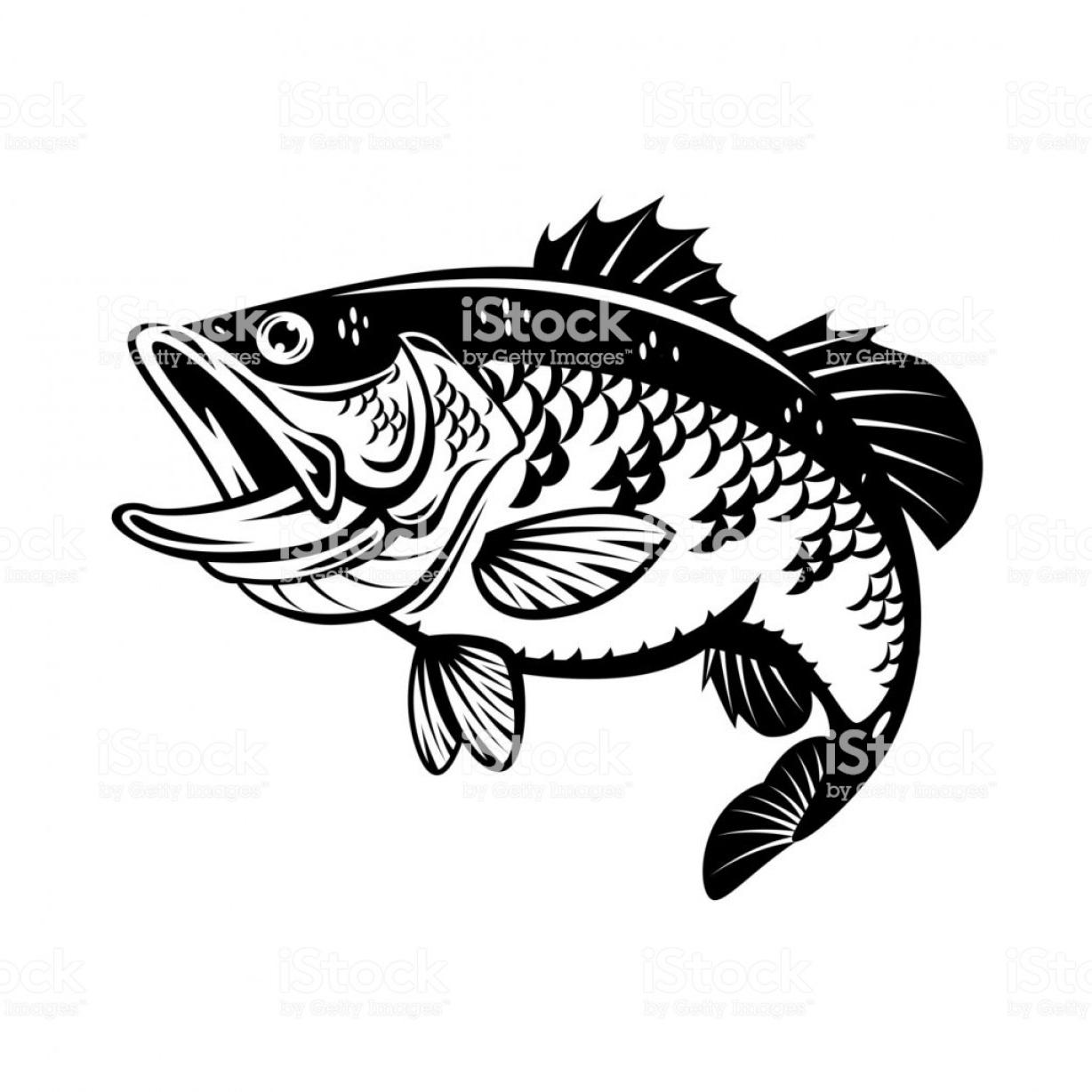 1228x1228 Top Bass Fish Vector Free Free Vector Art, Images, Graphics