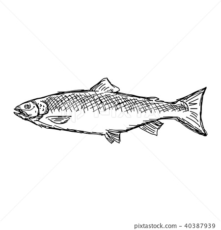 450x468 Salmon Fish Vector Illustration Sketch Doodle