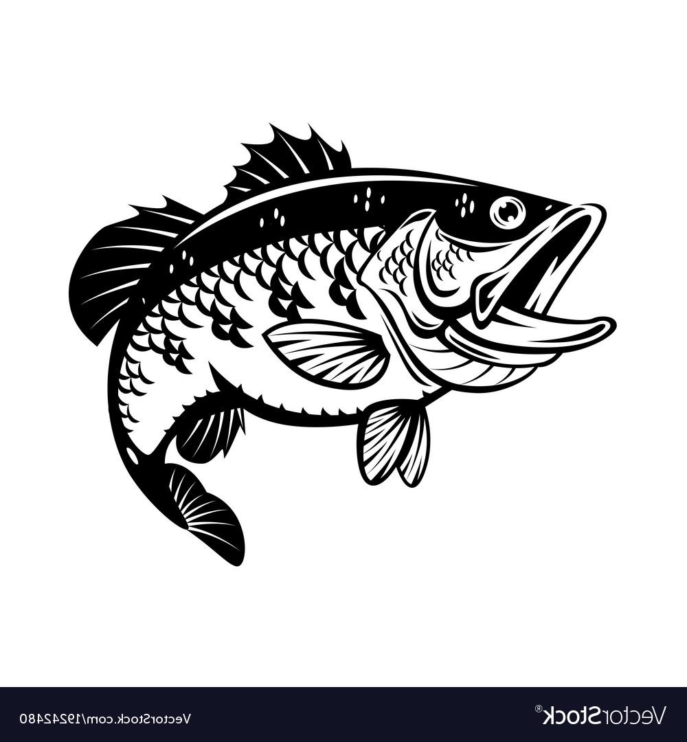 1000x1080 Best Hd Funny Bass Fishing Vector Photos Free Vector Art, Images