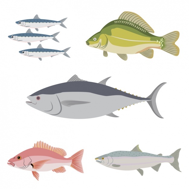 Fish Vectors, Photos And Free Download 626x626 Fish Vectors, Photos And Free Download