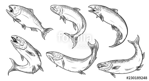 Salmon Art Highly Detailed In Line Art Style Fish Vector 500x271 Salmon Art Highly Detailed In Line Art Style Fish Vector