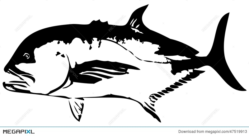 800x437 Giant Trevally Gt Fish Vector Illustration
