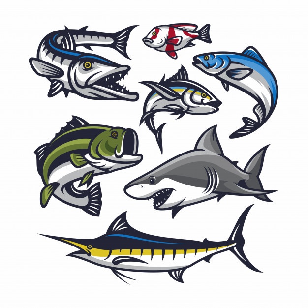 Fish Vector Vectors, Photos And Free Download 626x626 Fish Vector Vectors, Photos And Free Download