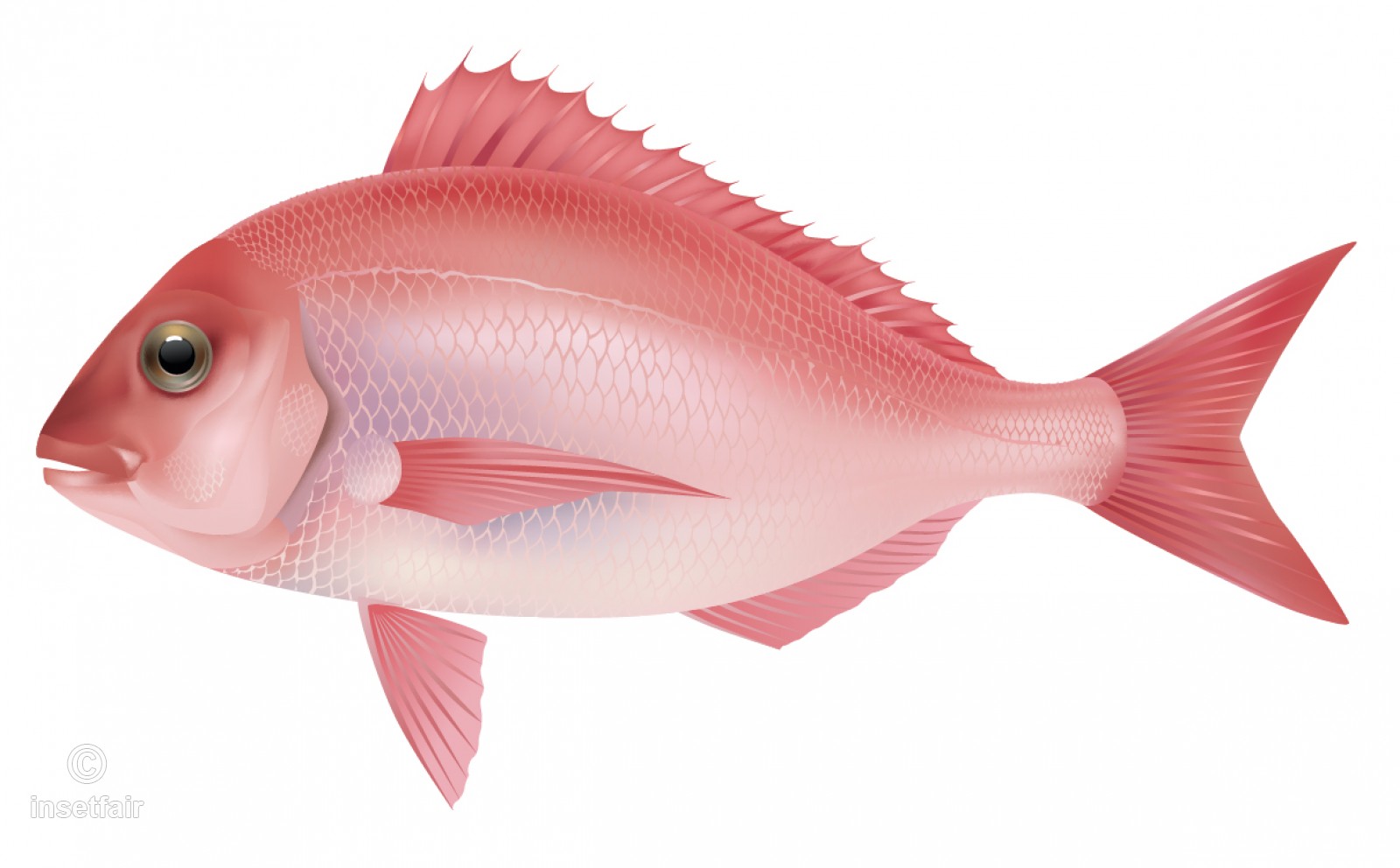 Red Sea Bream Fish Vector Graphics 1600x992 Red Sea Bream Fish Vector Graphics