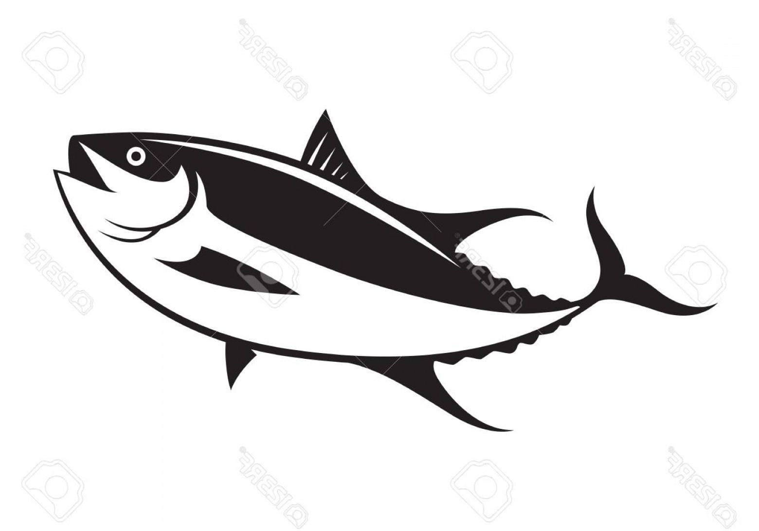 Tuna Fish Vector Art Catchsplace 1560x1092 Tuna Fish Vector Art Catchsplace