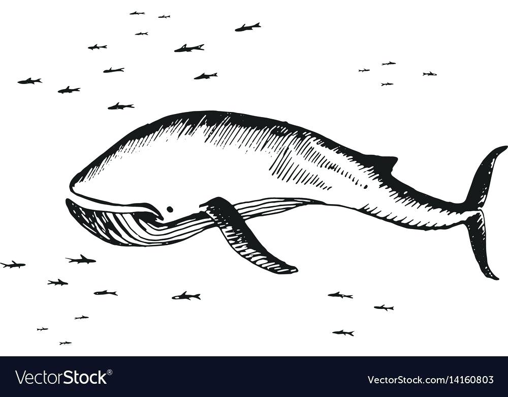 Small Fish Drawing 1000x780 Small Fish Drawing