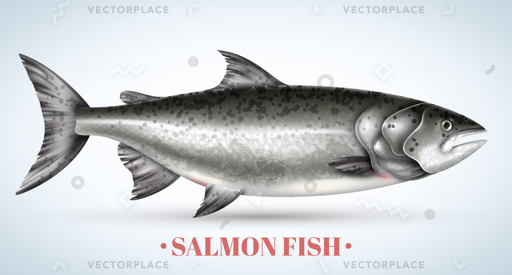 1000x538 Realistic Salmon Fish Light Background Vector Illustration