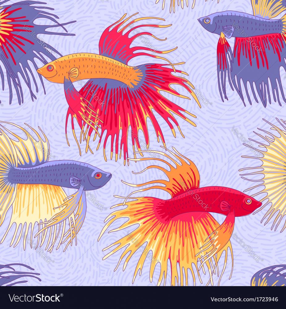 926x1000 Do Betta Fish Need Light How To Care For Betta Fish