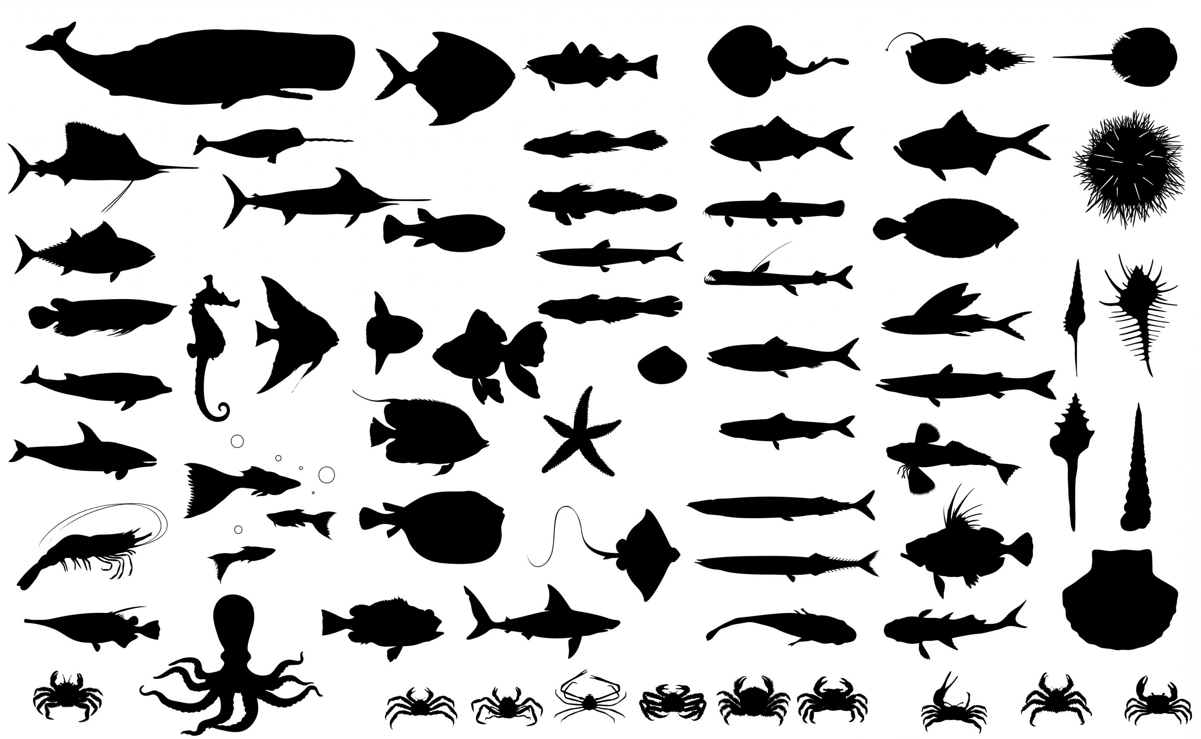 Download Fish Vector Png at Vectorified.com | Collection of Fish ...