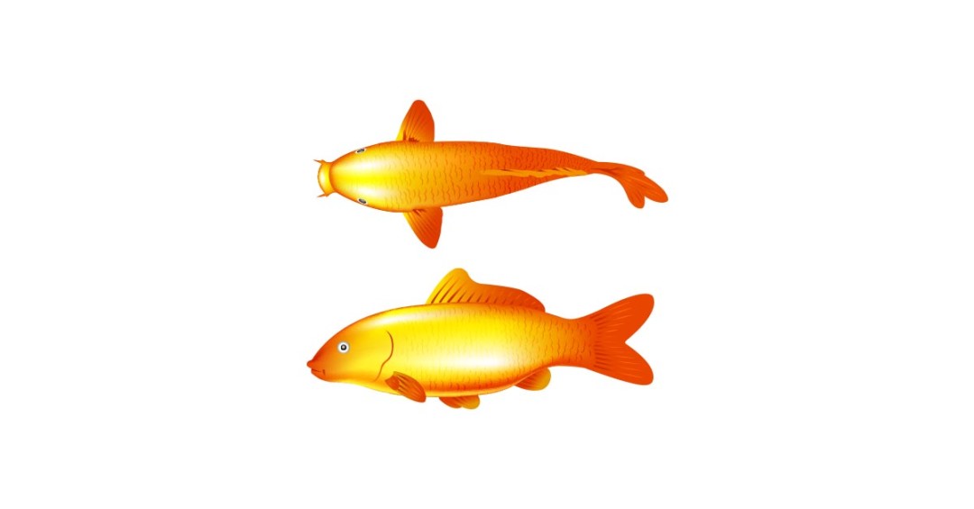 1080x565 Gold Fish Free Vector And Transparent Png The Graphic Cave