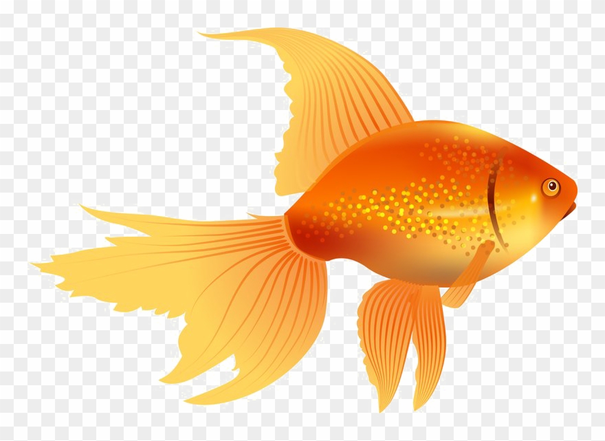 880x641 Goldfish Image Free Download Image