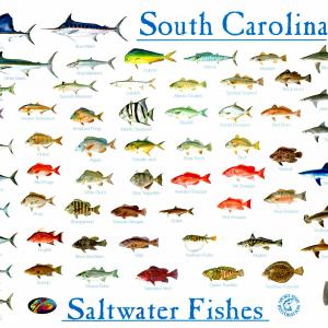 Fresh Ocean Fish Pictures And Names Sketch Species With Vector 300x300 Fresh Ocean Fish Pictures And Names Sketch Species With Vector