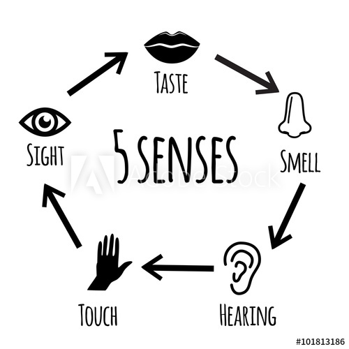 500x500 Five Senses