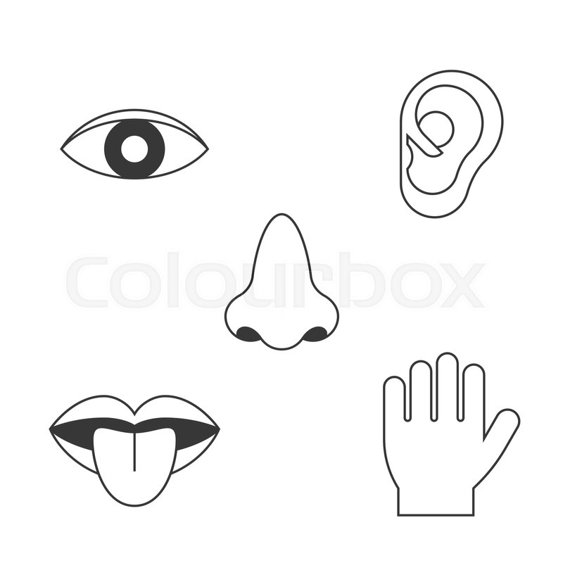 800x800 Five Senses Icon, Outline Design With Stock Vector Colourbox