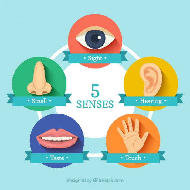 Five Senses Vector at Vectorified.com | Collection of Five Senses ...