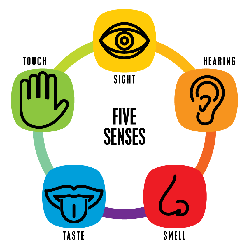 854x849 Cliparts For Free Download Five Senses Clipart Sence Preschool