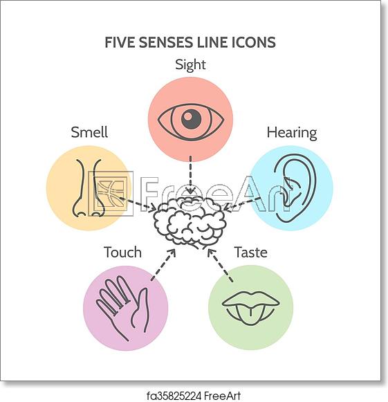 561x581 Free Art Print Of Five Senses Line Icons Five Senses Line Icons