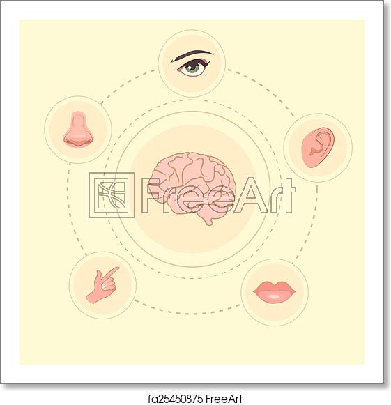 561x581 Free Art Print Of Vector Five Senses Icons Vector Five Senses