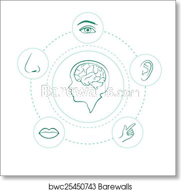 362x382 Vector Five Senses Icons, Art Print Barewalls Posters Prints