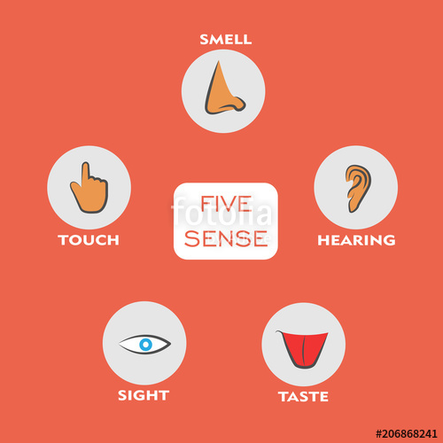500x500 Five Senses Vector Illustration Stock Image And Royalty Free