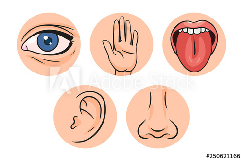500x331 Five Senses Vector Illustrations Taste, Sight, Touch, Smell