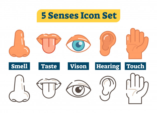 626x452 Five Human Body Senses Vector Flat Illustration Icon Collection
