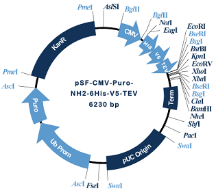 315x285 Affinity And Epitope Peptide Tag Plasmids