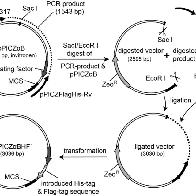 640x640 Construction Of Vector