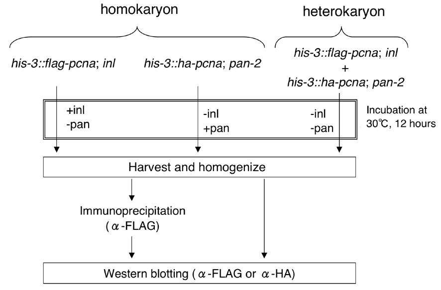 886x583 Fgn Kawabata And Inoue