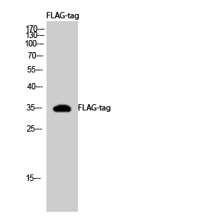 283x307 Flag Tag Polyclonal Antibody