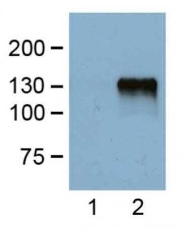 360x452 Flag Tag Mouse Monoclonal Antibody