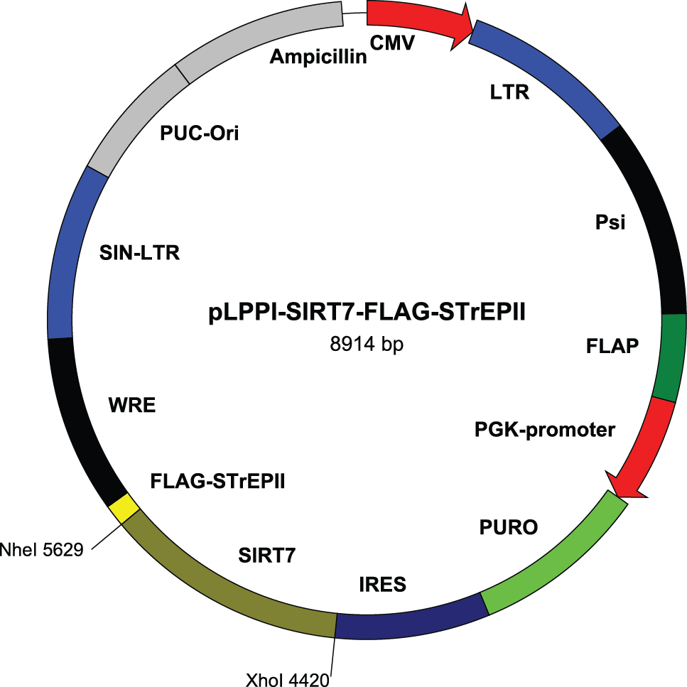 967x967 Vectors Ethan Omics