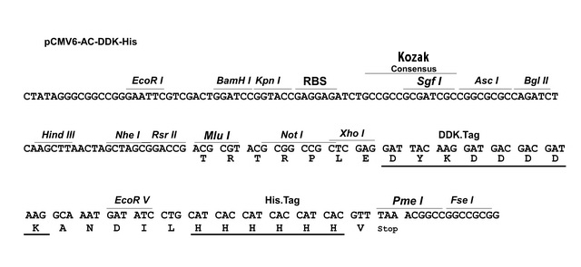 640x295 Ac Ddk His Tagged Cloning Vector Origene