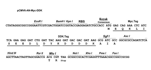 640x295 An Myc Ddk Tagged Cloning Vector Origene