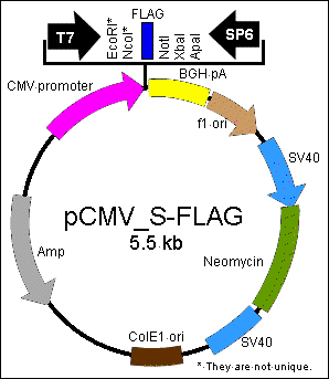 Pcmv Tag And Prsv Tag Assay Ready Clones Gene Engineering 298x343 Pcmv Tag And Prsv Tag Assay Ready Clones Gene Engineering