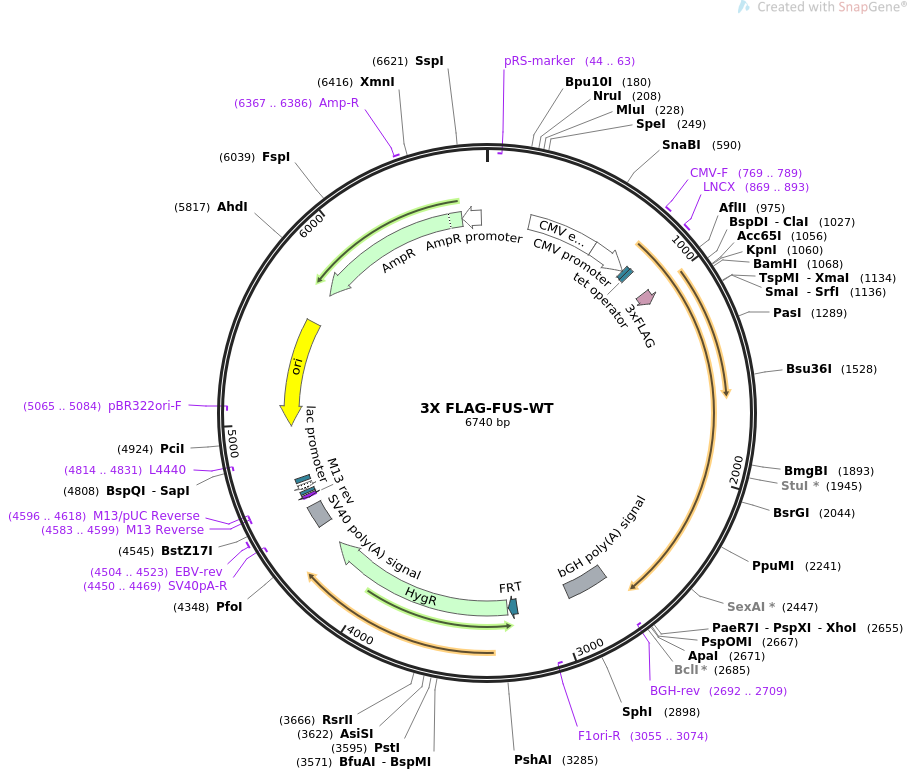 908x770 Addgene Flag Fus Wt