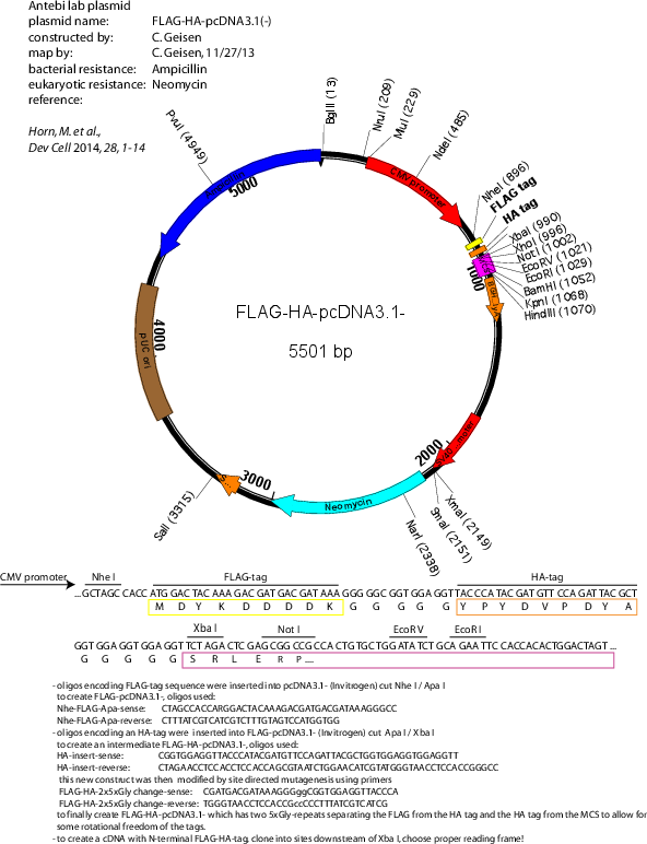 592x772 Addgene Flag Ha