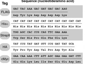 285x216 Addgene Flag Tag