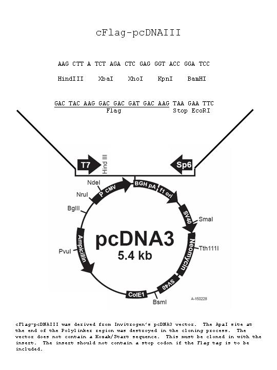 540x720 Addgene C Flag