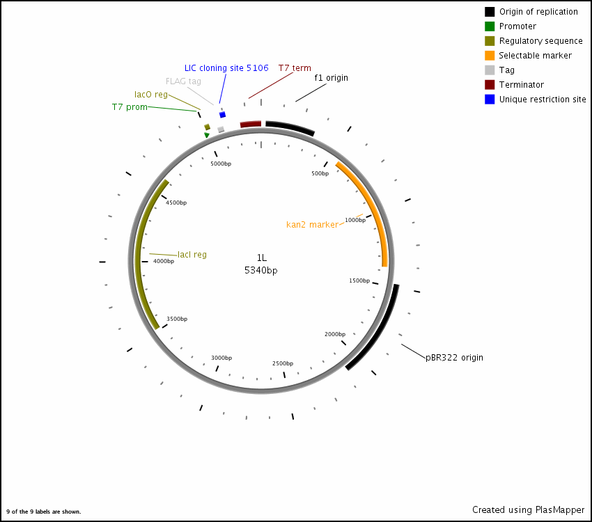 850x750 Addgene Pet Flag Tev Lic Cloning Vector