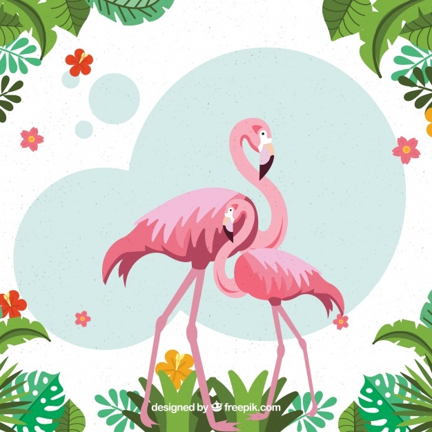 626x626 Flamingo Vectors, Photos And Free Download