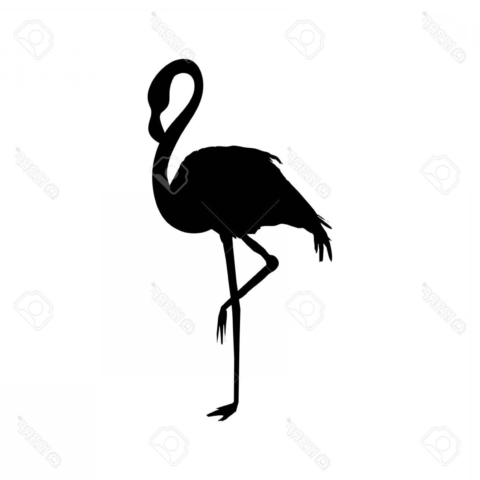 1560x1560 Flamingo Silhouette Vector Catamart