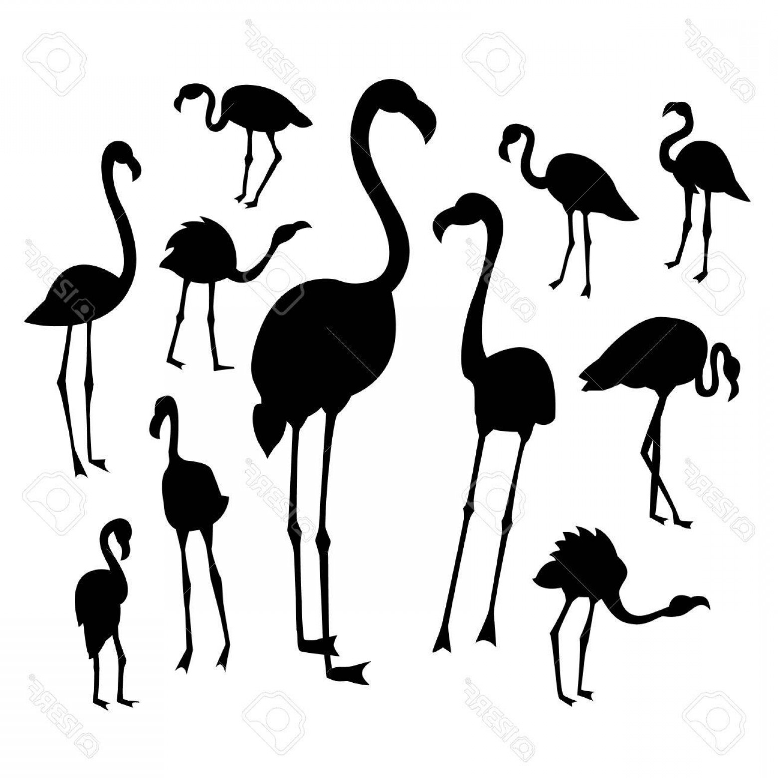 1560x1560 Vector Black Flamingo Catchsplace