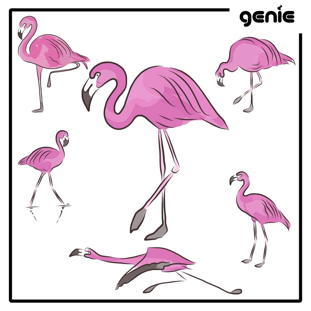 Фламинго графический рисунок