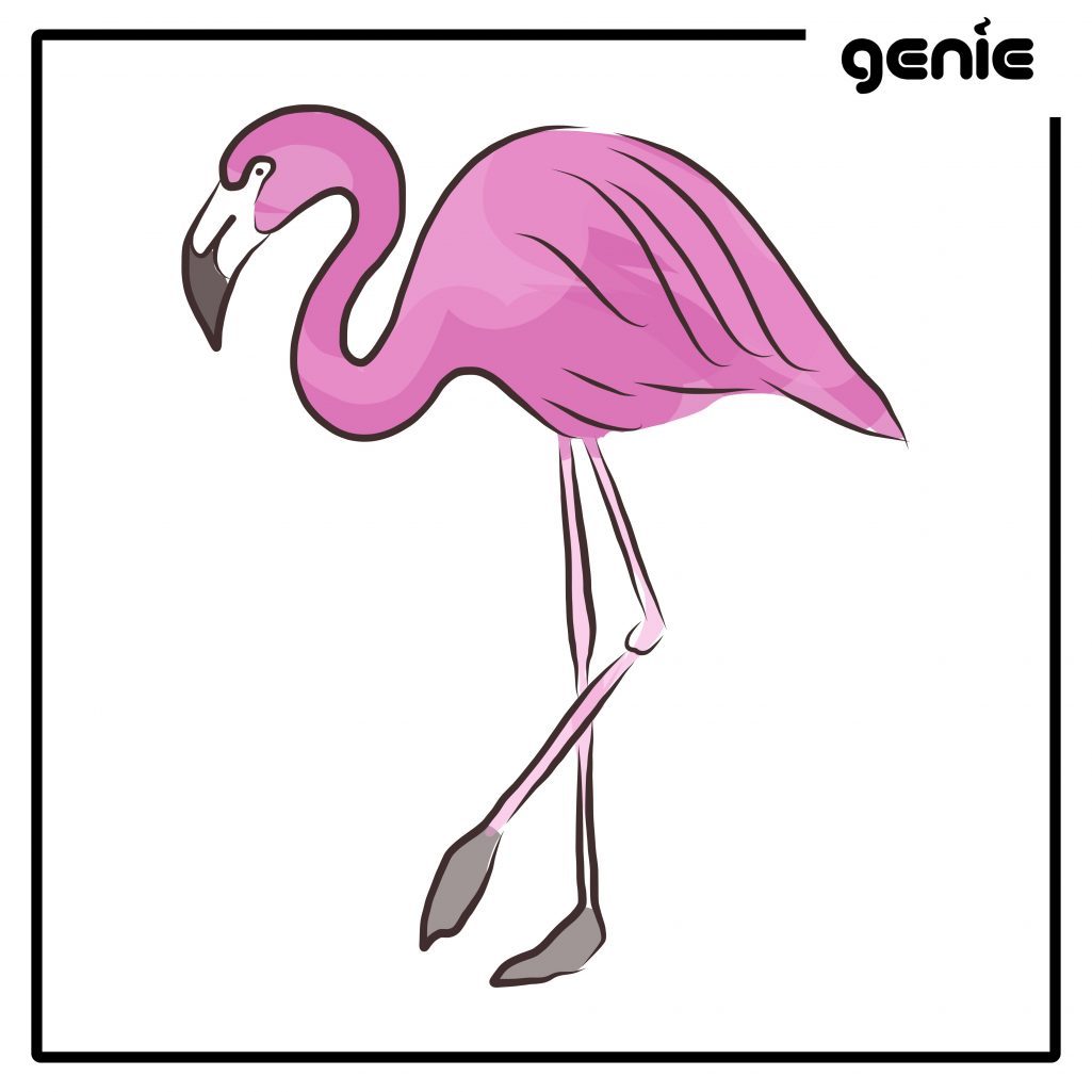 1025x1025 Flamingo Vector Graphic Illustration Hand Drawn Drawing Clipart