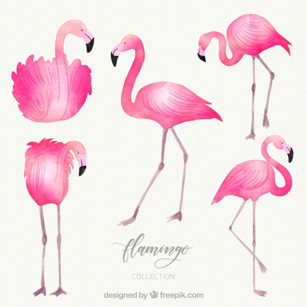 626x626 Flamingo Vectors, Photos And Free Download