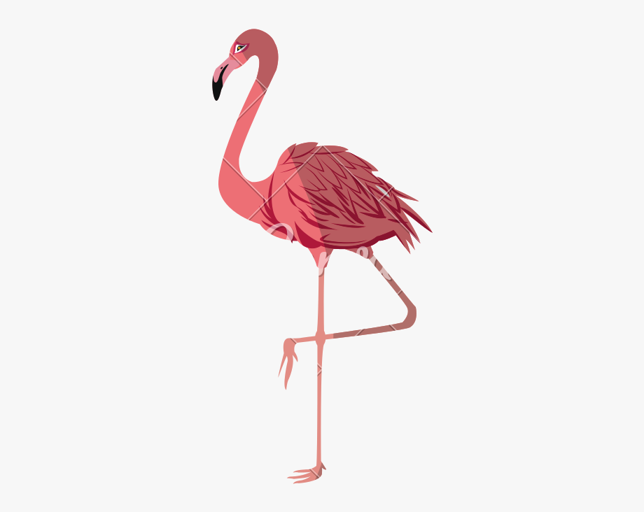 920x732 Pink Flamingo Vector